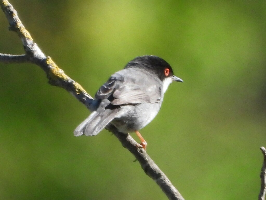 Curruca Warblers - Photo (c) Vicenç Roig Vidal, some rights reserved (CC BY-NC), uploaded by Vicenç Roig Vidal
