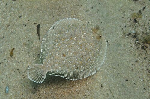 Wide-eyed Flounder - Photo (c) xavi salvador costa, some rights reserved (CC BY-NC)