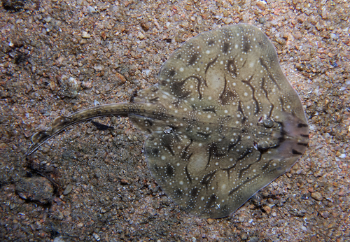 Undulate Skate - Photo (c) oriol_d, all rights reserved