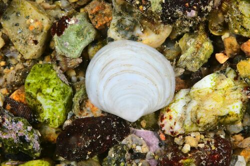 Loripes orbiculatus - Photo (c) xavi salvador costa, some rights reserved (CC BY-NC)