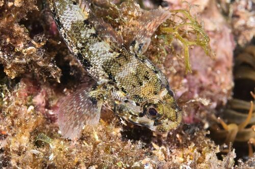 Rock Goby - Photo (c) xavi salvador costa, some rights reserved (CC BY-NC)