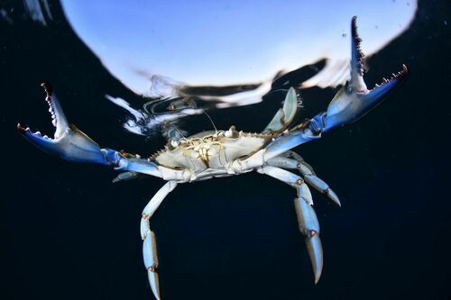 Atlantic Blue Crab - Photo (c) xavi salvador costa, some rights reserved (CC BY-NC)