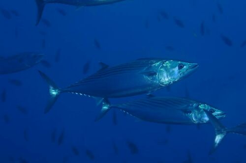 Hairy Buttercup - Photo (c) xavi salvador costa, some rights reserved (CC BY-NC)