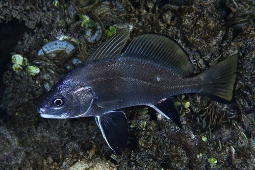 Corb - Photo (c) xavi salvador costa, some rights reserved (CC BY-NC)