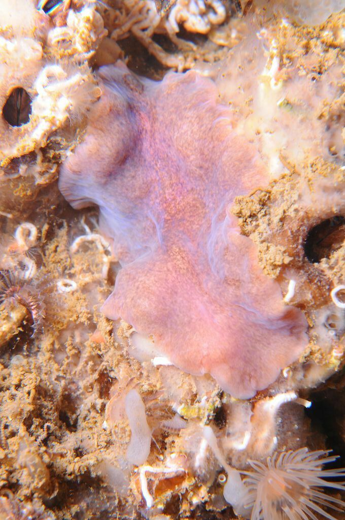Imogine mediterranea - Photo (c) xavi salvador costa, some rights reserved (CC BY-NC), uploaded by xasalva