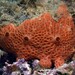 Pale Orange Crater Sponge - Photo (c) Miquel Pontes, some rights reserved (CC BY-NC-SA), uploaded by Miquel Pontes