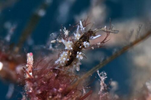 Doto - Photo (c) xavi salvador costa, some rights reserved (CC BY-NC)