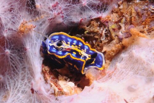 Felimare fontandraui - Photo (c) xavi salvador costa, some rights reserved (CC BY-NC)