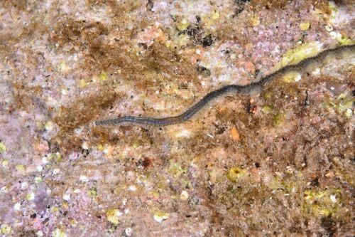 Nereis - Photo (c) xavi salvador costa, some rights reserved (CC BY-NC)