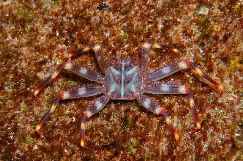Nimble Spray Crab - Photo (c) xavi salvador costa, some rights reserved (CC BY-NC)