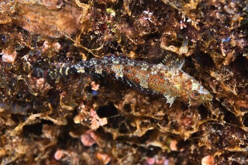 Red-black Triplefin - Photo (c) xavi salvador costa, some rights reserved (CC BY-NC)
