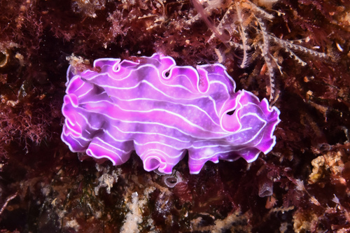 Pink Flatworm - Photo (c) xavi salvador costa, some rights reserved (CC BY-NC)
