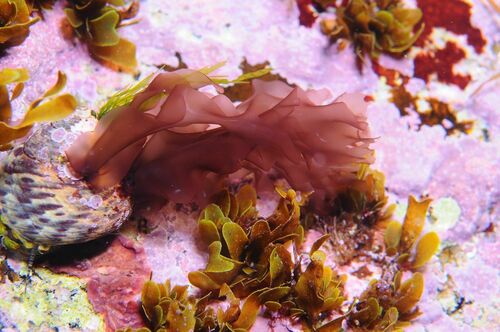 Nori - Photo (c) xavi salvador costa, some rights reserved (CC BY-NC)