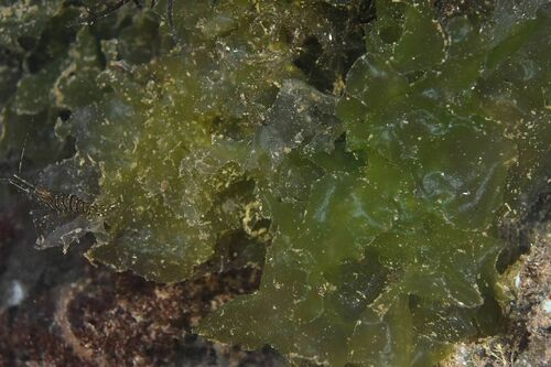 Sea Lettuces - Photo (c) xavi salvador costa, some rights reserved (CC BY-NC)