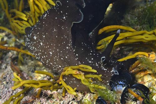Brown Tuning-fork Weed - Photo (c) xavi salvador costa, some rights reserved (CC BY-NC)