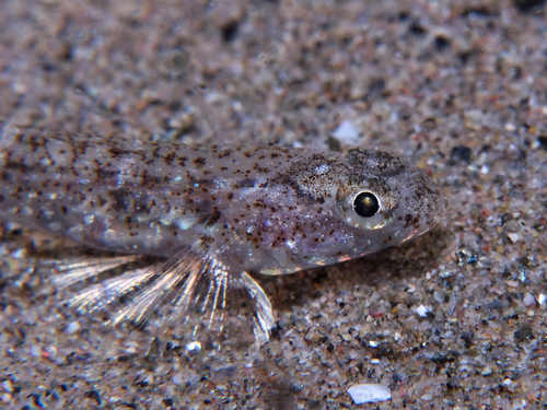 Gobies - Photo (c) oriol_d, all rights reserved