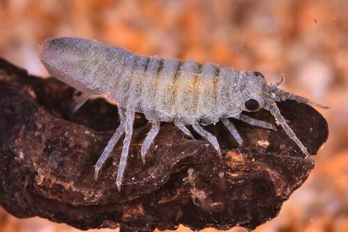 Metallic Isopod - Photo (c) xavi salvador costa, some rights reserved (CC BY-NC), uploaded by xasalva