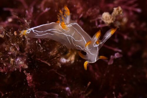 Trapania lineata - Photo (c) xavi salvador costa, some rights reserved (CC BY-NC)