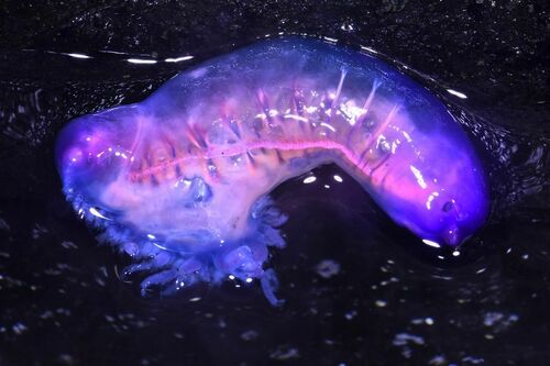 Portuguese Man O' War - Photo (c) xavi salvador costa, some rights reserved (CC BY-NC)
