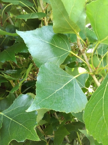 Black Poplar - Photo (c) seaprat, some rights reserved (CC BY-NC)