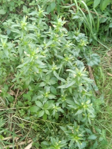 Pellitory-of-the-Wall - Photo (c) seaprat, some rights reserved (CC BY-NC)