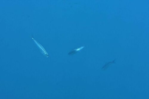 Bogue - Photo (c) xavi salvador costa, some rights reserved (CC BY-NC)