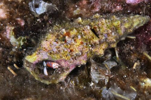 Horn Shell - Photo (c) xavi salvador costa, some rights reserved (CC BY-NC)