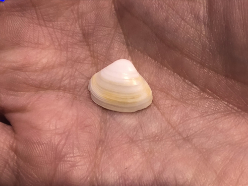 Cut Trough Shell - Photo (c) oriol_d, all rights reserved