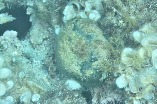 Basque Beret - Photo (c) xavi salvador costa, some rights reserved (CC BY-NC)