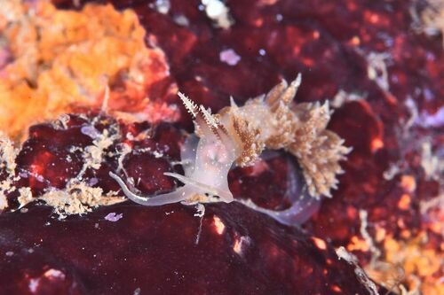 Facelina annulicornis - Photo (c) xavi salvador costa, some rights reserved (CC BY-NC)