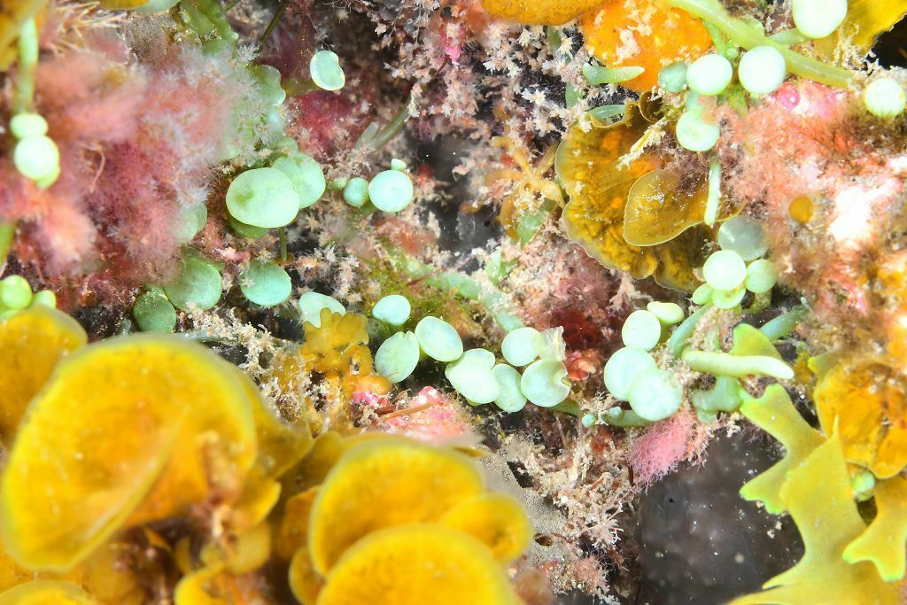 Caulerpa chemnitzia - Photo (c) xavi salvador costa, some rights reserved (CC BY-NC), uploaded by xasalva