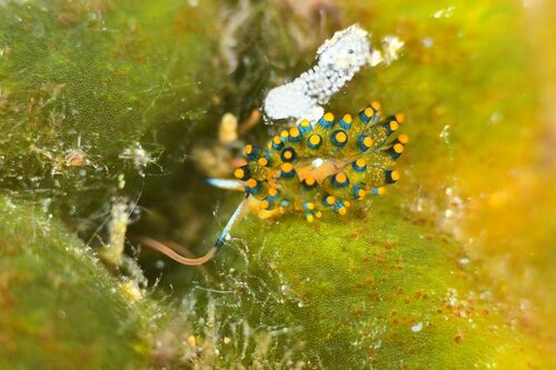 Stiliger llerae - Photo (c) xavi salvador costa, some rights reserved (CC BY-NC)