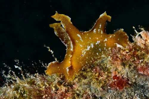 Sargassum Nudibranch - Photo (c) xavi salvador costa, some rights reserved (CC BY-NC)