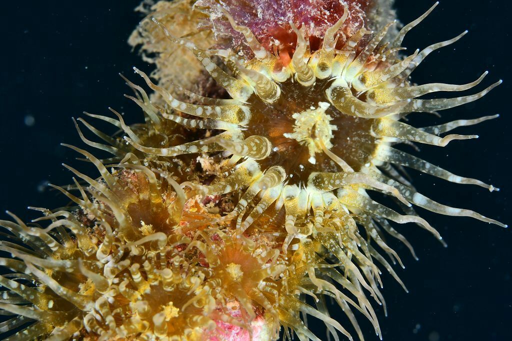 Pale Anemone - Photo (c) xavi salvador costa, some rights reserved (CC BY-NC), uploaded by xasalva