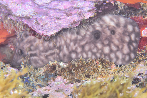 Kidney Sponge - Photo (c) xavi salvador costa, some rights reserved (CC BY-NC)