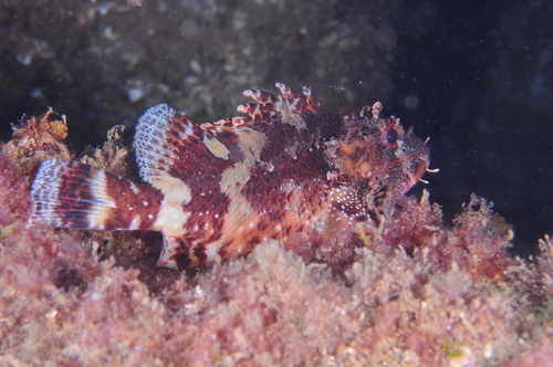 Madeira Scorpionfish - Photo (c) xavi salvador costa, some rights reserved (CC BY-NC)