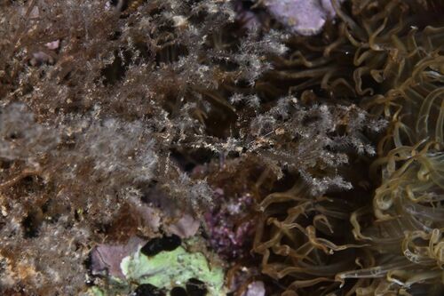 Spaghetti Bryozoan - Photo (c) xavi salvador costa, some rights reserved (CC BY-NC)