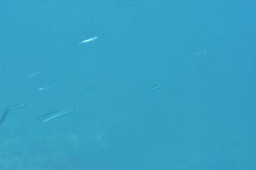 Southern Sand Smelt - Photo (c) xavi salvador costa, some rights reserved (CC BY-NC)