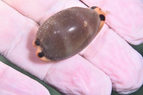 Lurid Cowry - Photo (c) xavi salvador costa, some rights reserved (CC BY-NC)