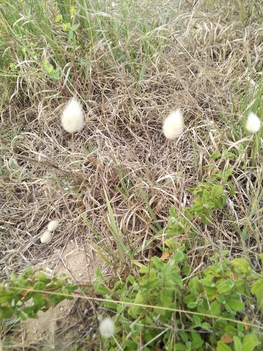 Hare's Tail Grass - Photo (c) Enric de Roa, some rights reserved (CC BY-NC)