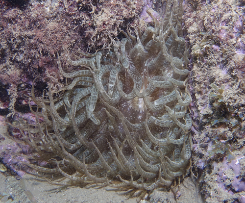 Trumpet Anemone - Photo (c) oriol_d, all rights reserved