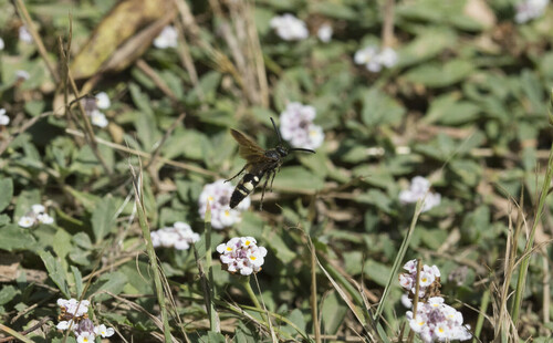 Colpa sexmaculata - Photo (c) piripip, some rights reserved (CC BY-NC)