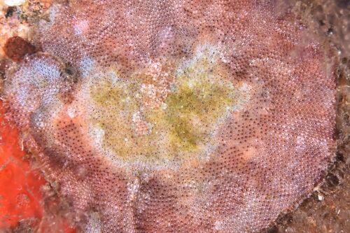 Schizoporellidae - Photo (c) xavi salvador costa, some rights reserved (CC BY-NC)