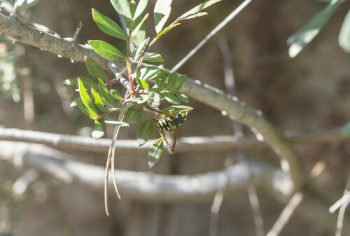 Meadow Flies - Photo (c) piripip, some rights reserved (CC BY-NC)