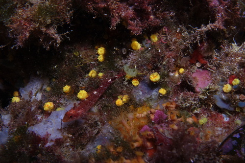 Stony Corals - Photo (c) oriol_d, all rights reserved