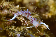 Cratena Slug - Photo (c) oriol_d, all rights reserved