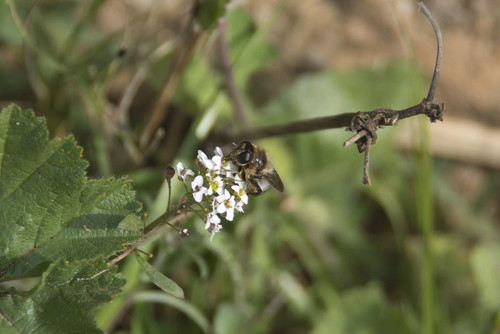 Platynochaetus setosus - Photo (c) piripip, some rights reserved (CC BY-NC)