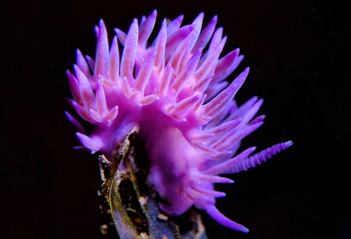 Mediterranean Violet Aeolid - Photo (c) oriol_d, all rights reserved