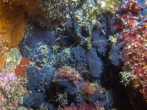 Black Leather Sponge - Photo (c) ramonservitje, some rights reserved (CC BY-NC)