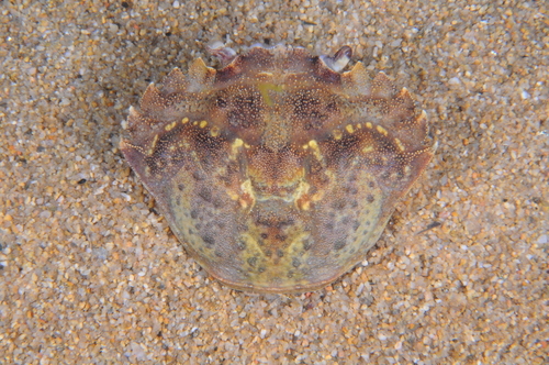 European Green Crab - Photo (c) xavi salvador costa, some rights reserved (CC BY-NC)